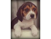 La mascota ideal para la familia, cachorritos beagle - beagles
