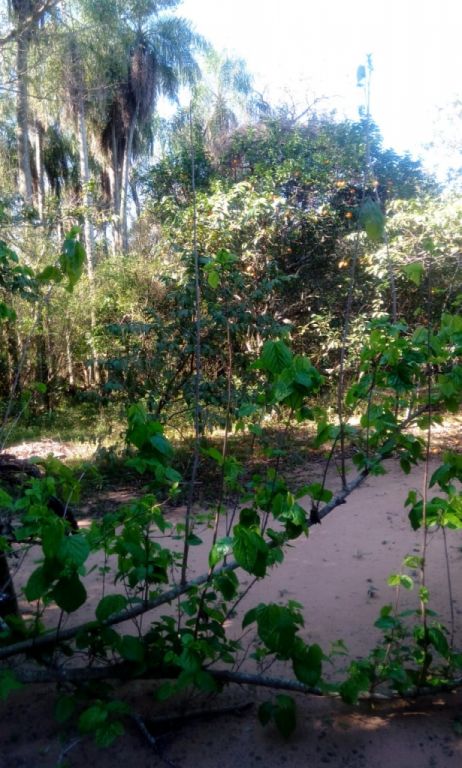 Vendo propiedad en Ypacarai — foto 3