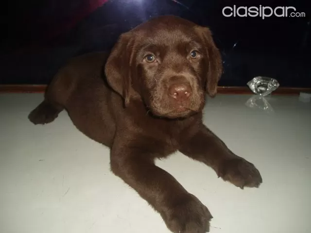 cuanto cuesta un cachorro labrador chocolate