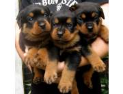 VENDO ROTTWEILER ALEMÁN!!!!