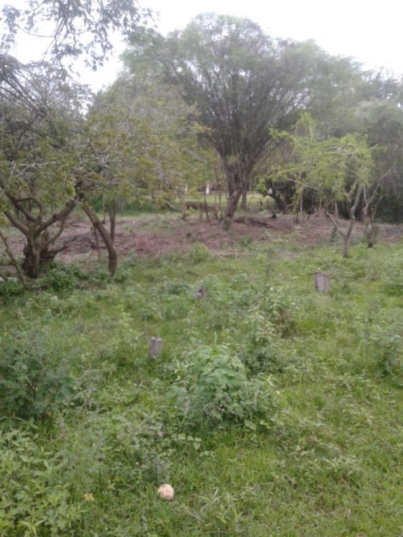 Hermoso terrenos — foto 2