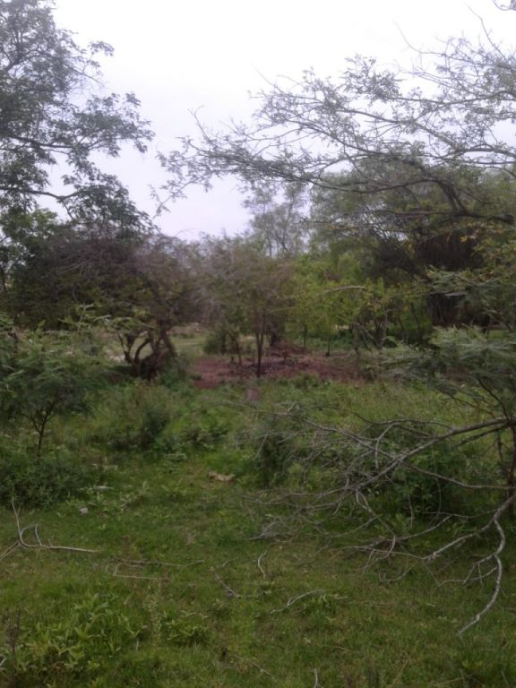 Hermoso terrenos — foto 3
