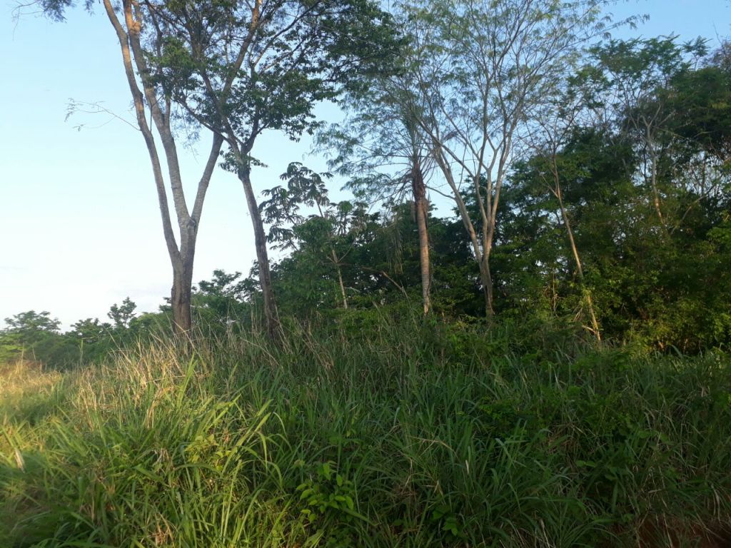 BOSQUE NATIVA, 14 héctareas — foto 2