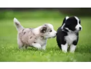 Border collie cachorros