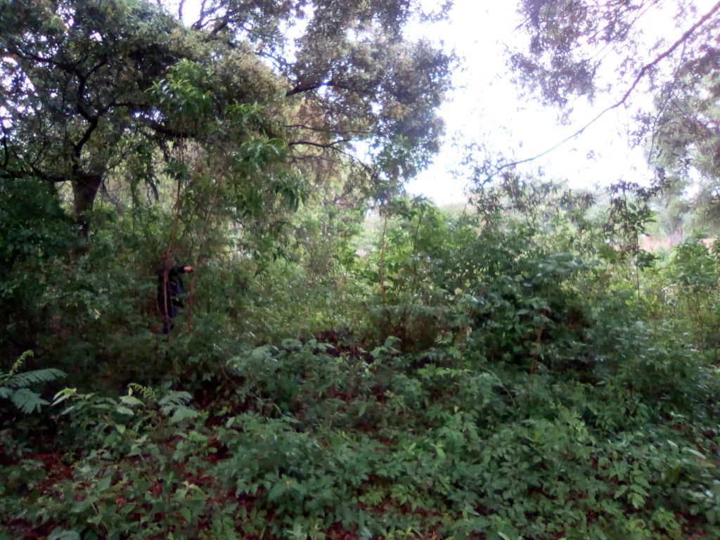 Vendo Terreno en Luque — foto 2
