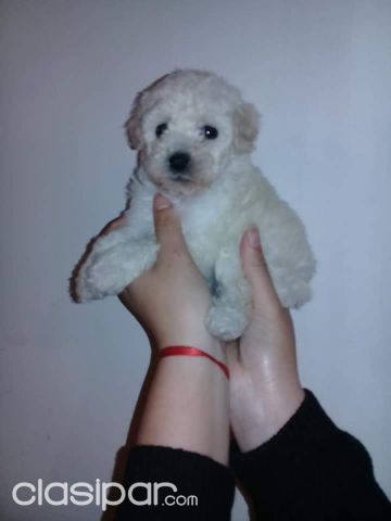 Vendo Caniche Toy Clasipar Com En Paraguay