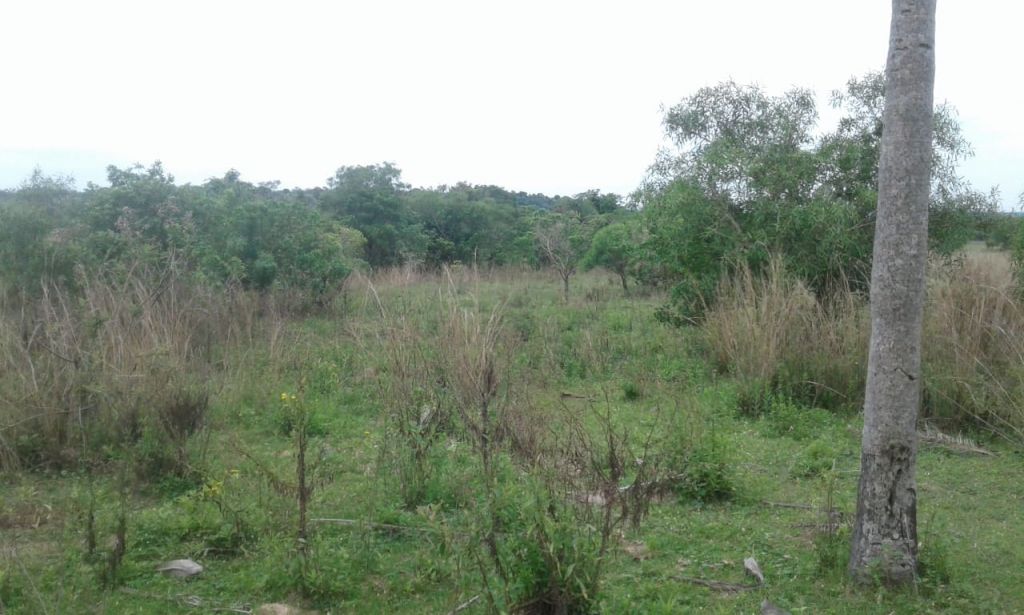 Vendo 10 hectarias — foto 2