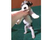 HERMOSOS CACHORROS FOXTERRIER DE PELO DURO O ALAMBRE