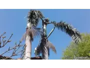CORTE DE ARBOL