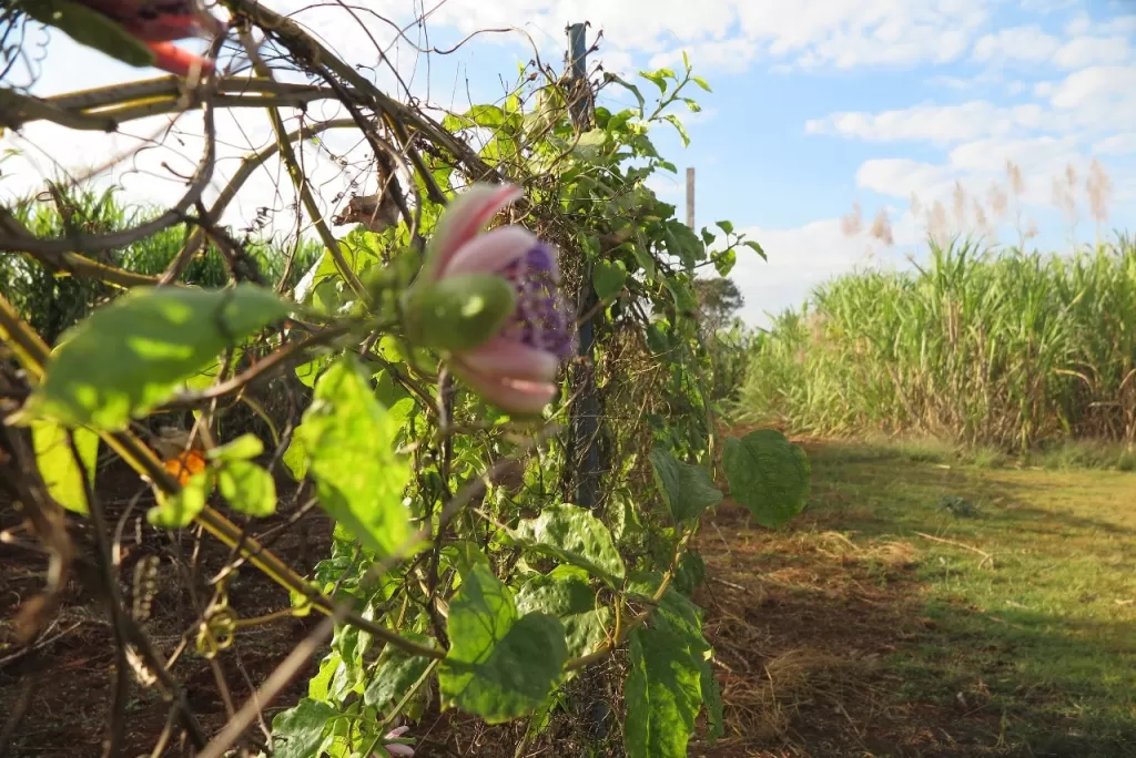 VENDO HERMOSA GRANJA FORMADA DE 6.000 M2 EN PLENO CENTRO DE PTE. FRANCO — foto 3