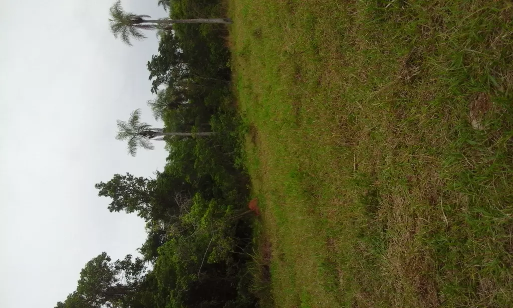 Vendo hectareas — foto 3