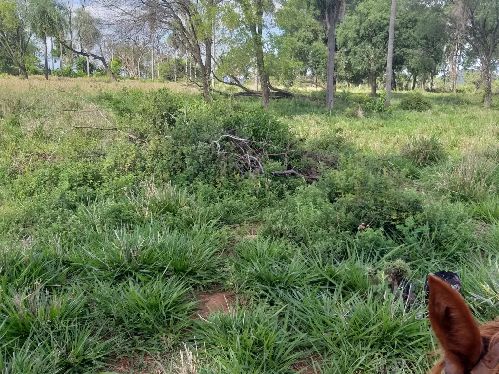 VENDO 108Ha EN DEPARTAMENTO PARAGUARI — foto 2
