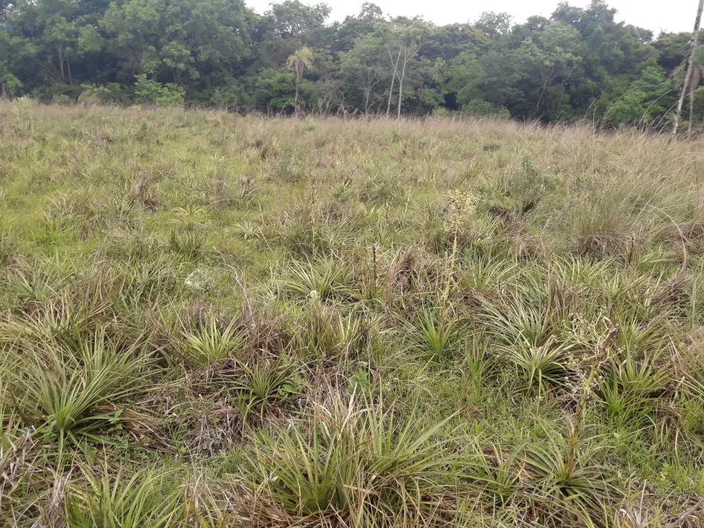 Vendo terreno. En General Bernardino Caballero, Dpto de Paraguari. — foto 2