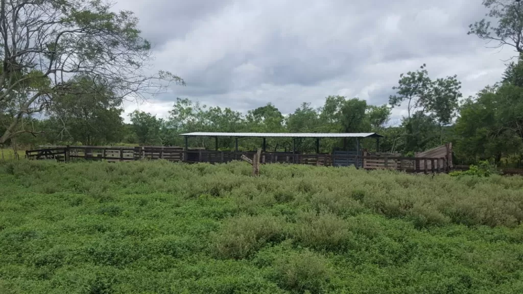 Campo de 107 Has en Tobatí — foto 2