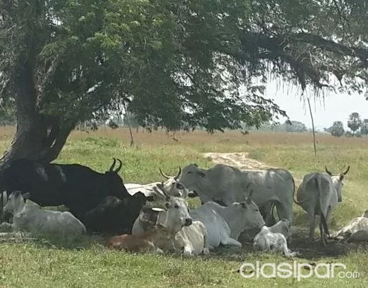 VENDO 422 HECTÁREAS SOBRE ASFALTO EN LA ZONA DE CORDILLERA. cod 1405 PRECIO: 20.000.000 G — foto 3