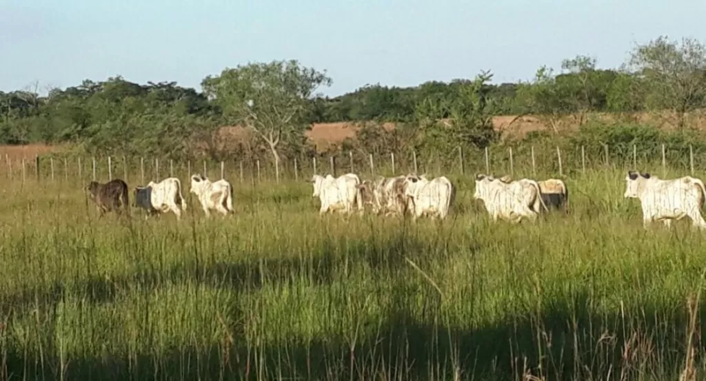 VENDO CAMPO CORDILLERA - RUTA CARAGUATAY — foto 3