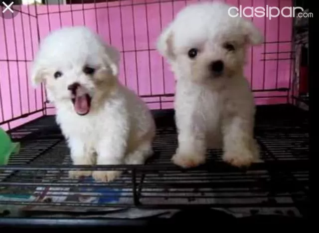 Caniches Toy Y Micro Toy Blancos Pequenitos Tiernos Clasipar Com En Paraguay