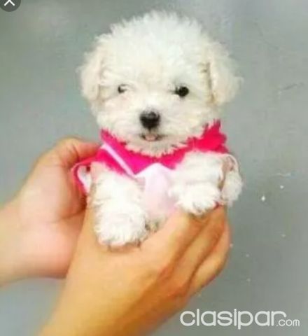 Cachorritos Maltes Bichon Maltes Micro Toy Clasipar Com En Paraguay