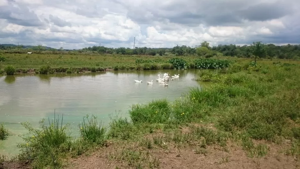 Vendo Establecimiento Ganadero. Distrito de Carayao Departamento de Caaguazú. — foto 3