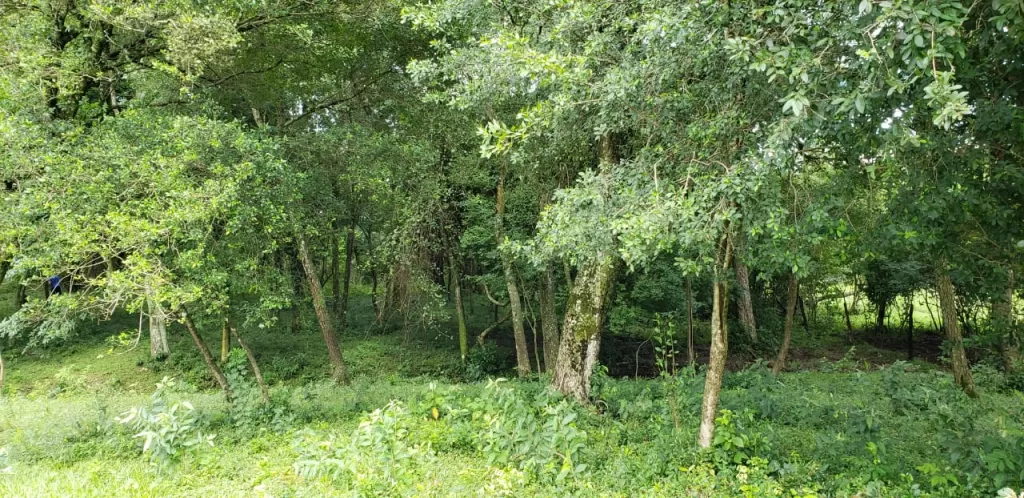 VENDO HERMOSA PROPIEDAD DE 8 HAS. EN SAPUCAI - DPTO. DE PARAGUARÍ — foto 2