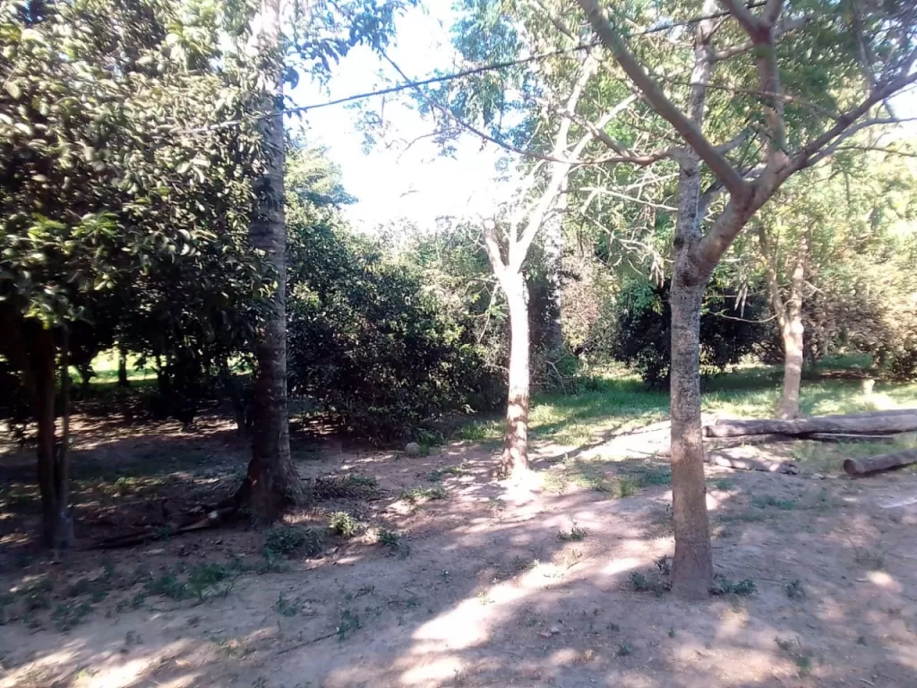 PROX. A PUENTE ASUNCIÓN – CHACOÍ: ÚNICAS! 20 HAS – MARAVILLOSA UBICACIÓN — foto 3