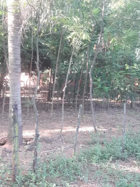 Terrenos arbolados — foto 2