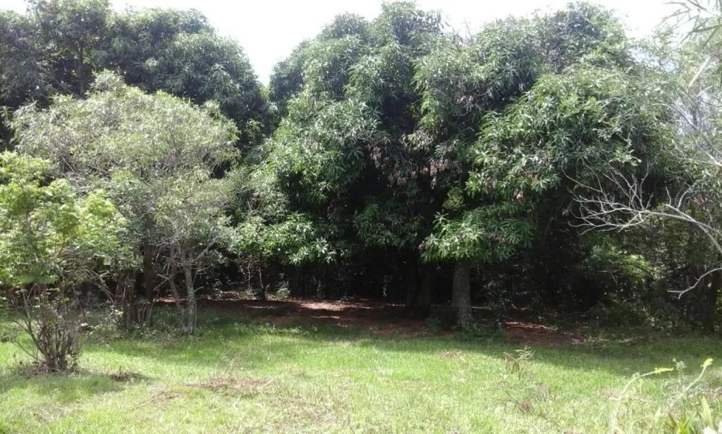 VENDO PROPIEDAD SOBRE RUTA RAMAL CARAPEGUA - ACAHAY — foto 2