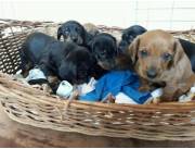 VENDO CACHORROS TECKEL MINIATURA.