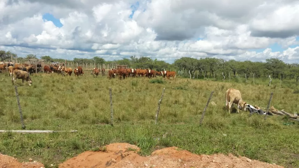 Vendo Campo de 127 Hectáreas!!! — foto 3