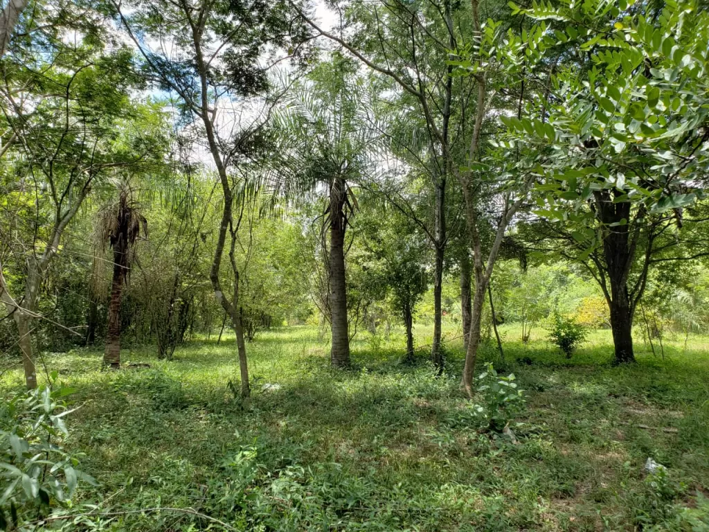 Vendo Terreno en la Ciudad de Limpio — foto 2