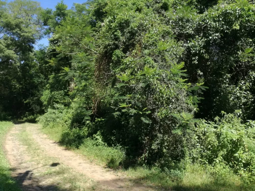 Vendo terreno en San Bernardino urbani. SADI — foto 3