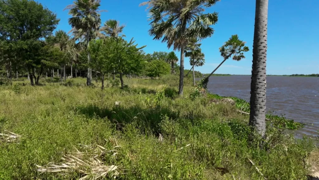 CARMELO PERALTA – ALTO PARAGUAY (CHACO): 12 HECTAREAS S RIO IDEAL P PUERTO — foto 2