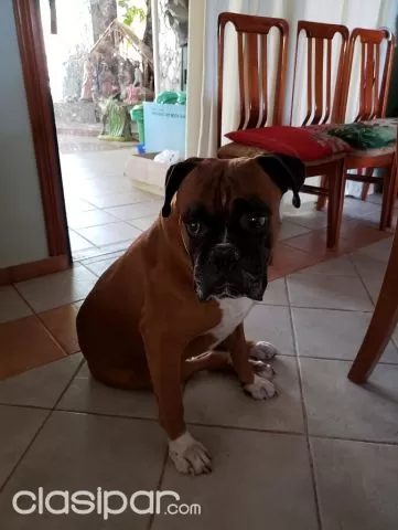 son mejores los perros boxer machos o hembras