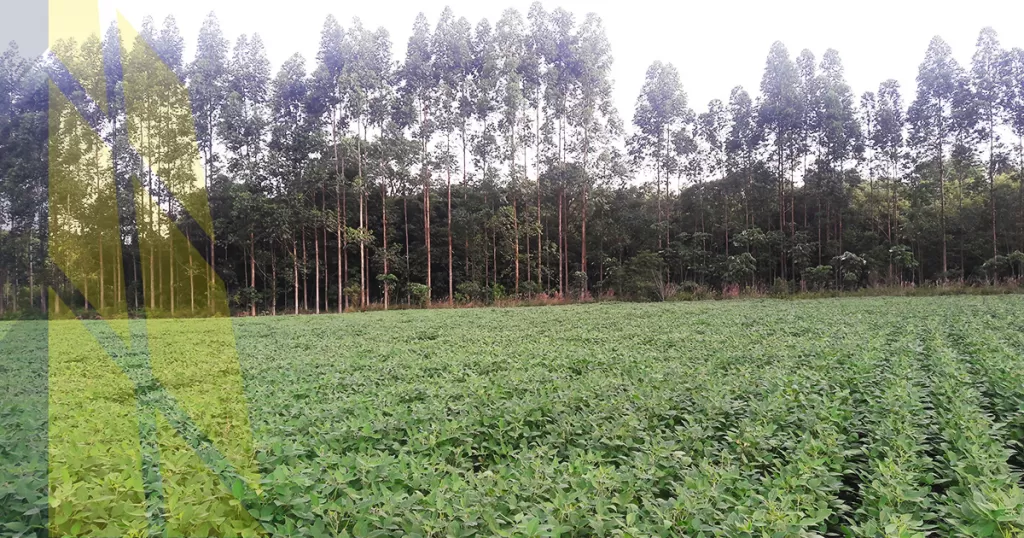 Doce hectareas en venta — foto 3