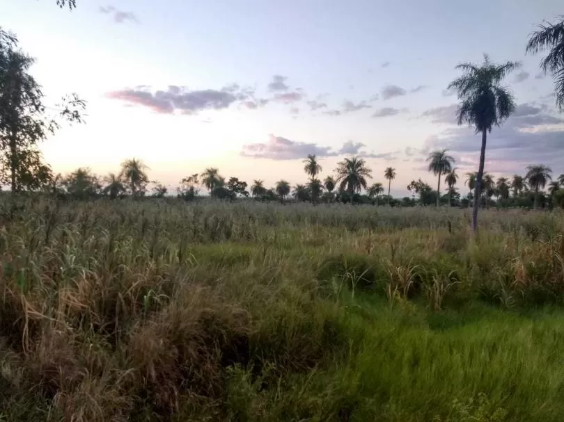 VENDO GRANJA EN QUIINDY, PRAGUARI!!! — foto 3