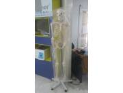 Esqueleto humano articulado para médicos, fisioterapeuta y kinesiologo