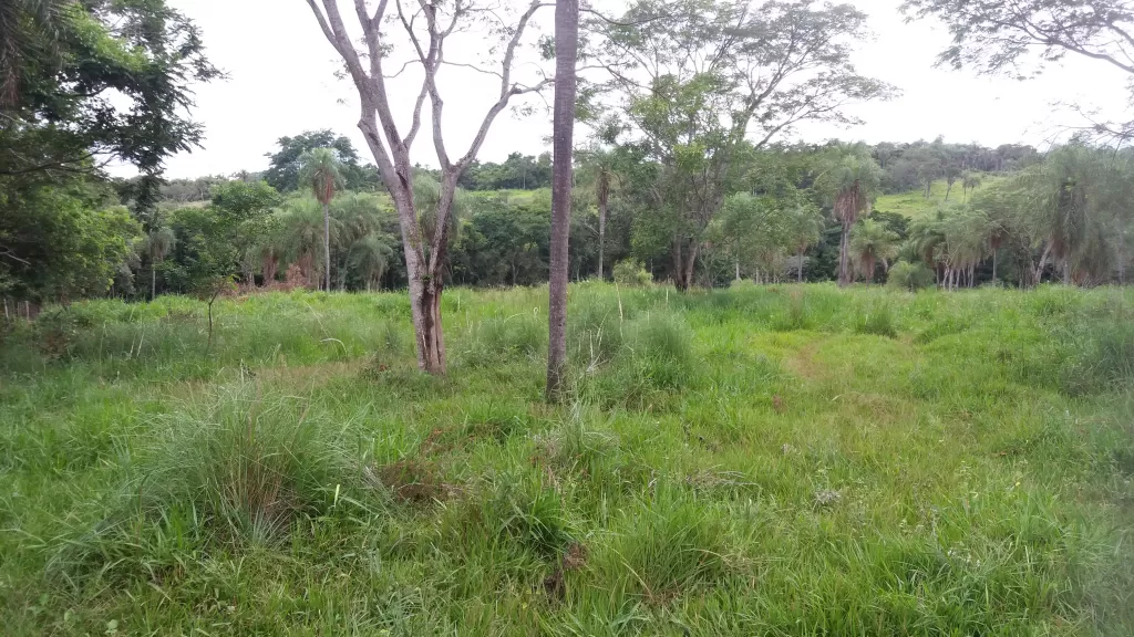 CECILIO BÁEZ 7HA ÁRBOLES NATIVAS Y FRUTALES. AGRÍCOLA GANADERA, CON NACIENTE — foto 2