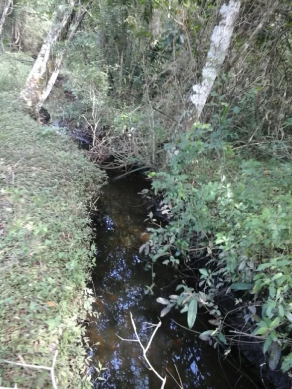 CECILIO BÁEZ 7HA ÁRBOLES NATIVAS Y FRUTALES. AGRÍCOLA GANADERA, CON NACIENTE — foto 3