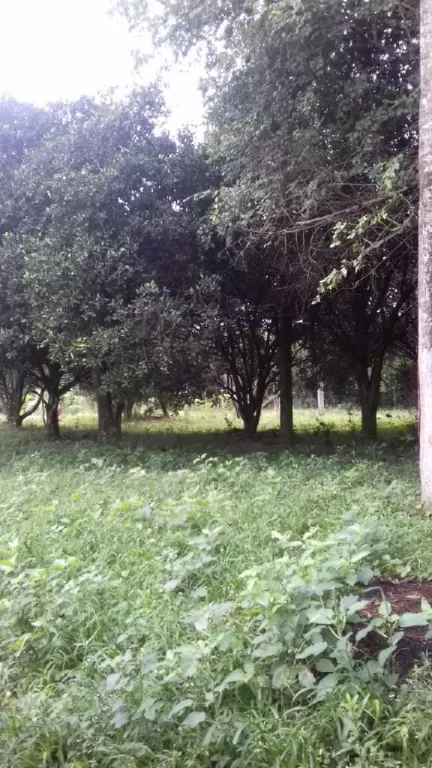 Vendo 6 hectáreas en Ypané — foto 2