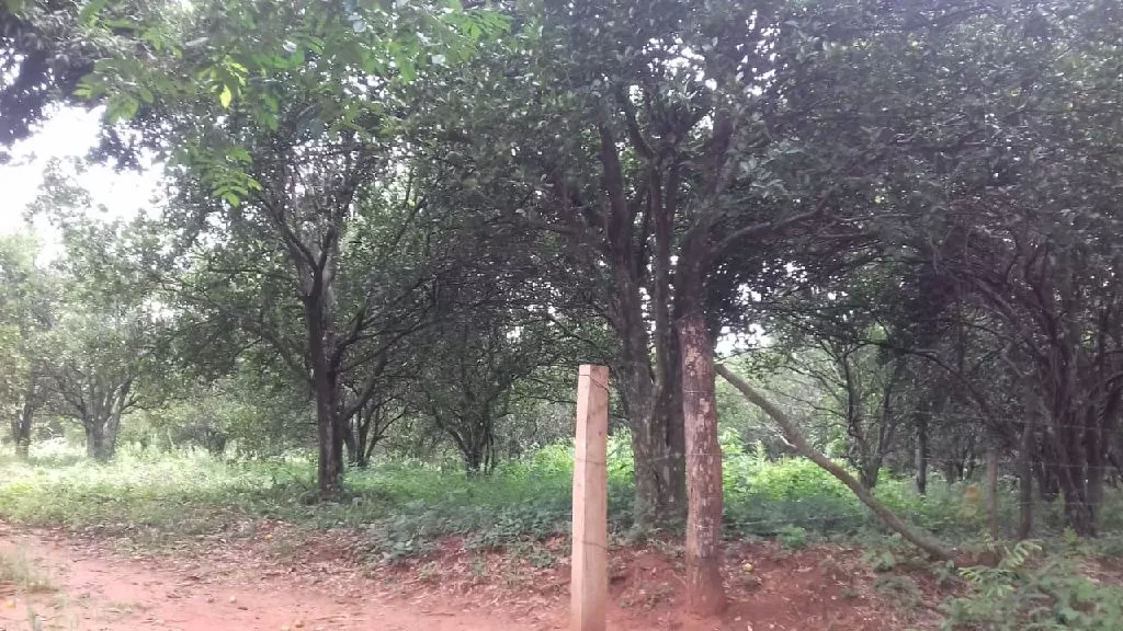 Vendo 6 hectáreas en Ypané — foto 3