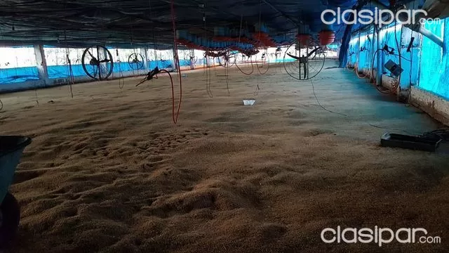 OFERTA GRANJA AVICOLA VILLETA 40 000 POLLOS 2 GALPON 7,HAS CERCA PUERTO SEGURO OFERTA — foto 2