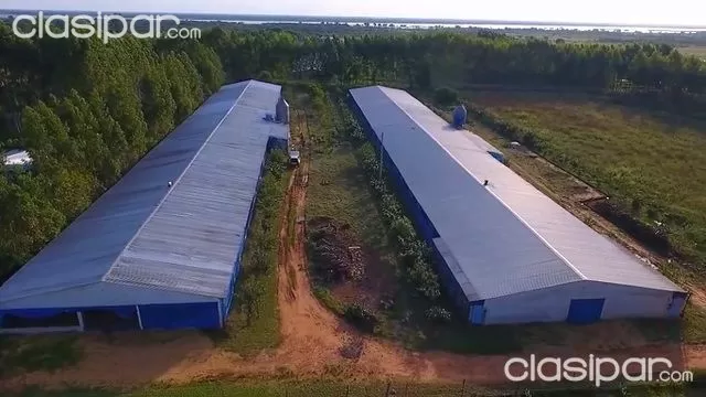 OFERTA GRANJA AVICOLA VILLETA 40 000 POLLOS 2 GALPON 7,HAS CERCA PUERTO SEGURO OFERTA — foto 3