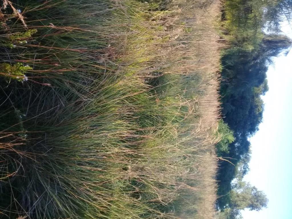 Vendo campo de 17 hectáreas. Superficie 4978mts2 — foto 2