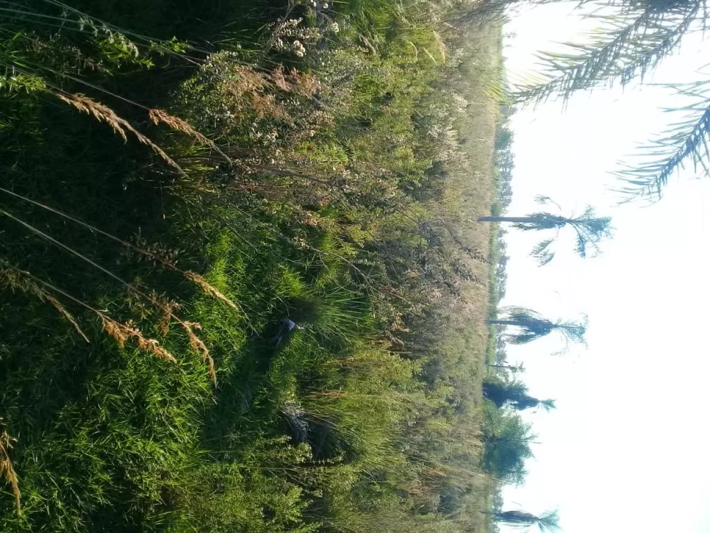 Vendo campo de 17 hectáreas. Superficie 4978mts2 — foto 3