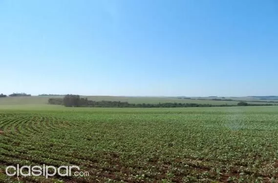 Campo De 8.018 Ha En Canindeyu — foto 2