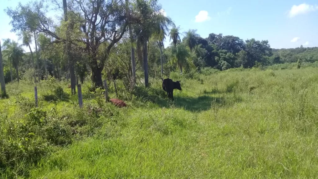 Vendo 3.3 has en Guarambaré — foto 3