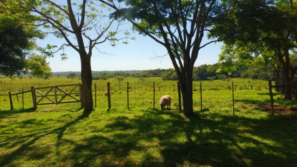 ESTELA INMOBILIARIA VENDE!!! PROPIEDAD AGRICOLA GANADERA — foto 2