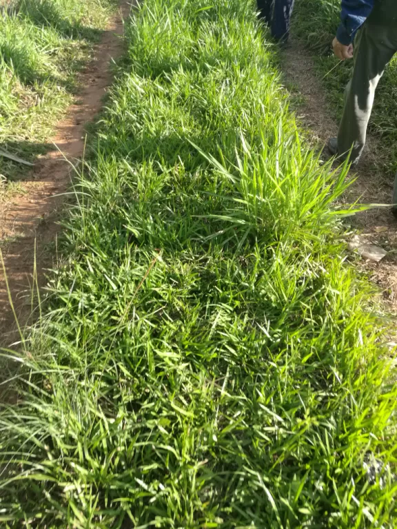 Terreno de 5ha apto para agricultura con arroyo — foto 3