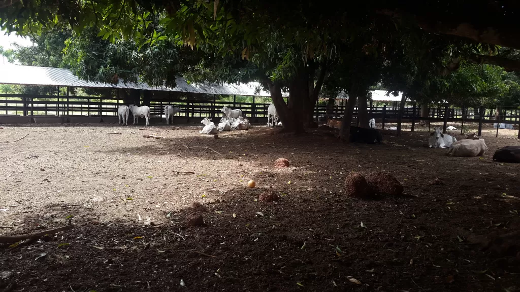 Hermosa granja — foto 3