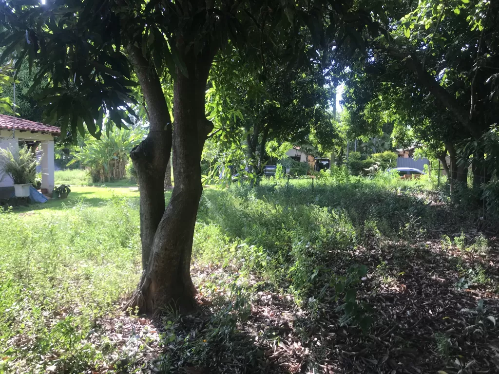 Vendo Terreno Superficie 12x30 m2, en el Barrio San Isidro (Pindolo) - Aregua — foto 2